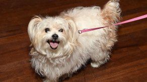 Alcaldía deroga decreto relacionado al pago de impuestos por mascotas