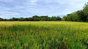 Esta cantidad de hectáreas han sido sembradas por 1,456 productores. Esta cantidad de hectáreas han sido sembradas por 1,456 productores.
