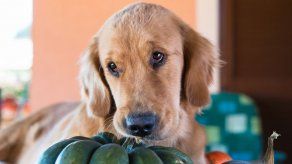 ¿Por qué los perros muerden los muebles?