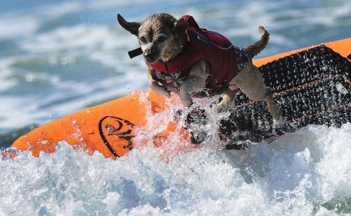 Concurso Anual de Perros Surfistas