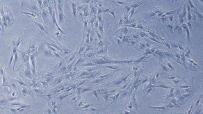 Revista Nature retira estudio japonés sobre células madre