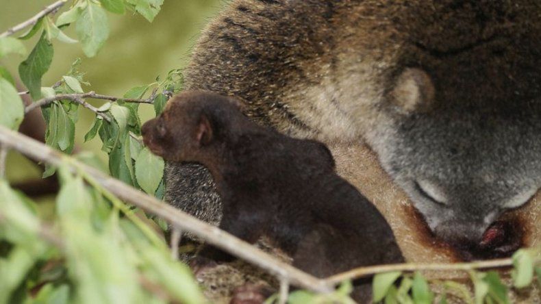 Zoo polaco celebra nacimiento de mamífero fuera de lo común