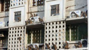 India usará a hombres vestidos de monos para echar a primates del Parlamento