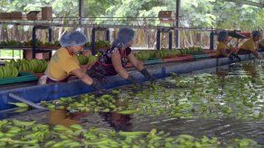 Panamá y Chile son los países de A.Latina donde más mujeres poseen tierras
