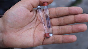 Minsa reporta caoss de dengue en la provincia de Colón.