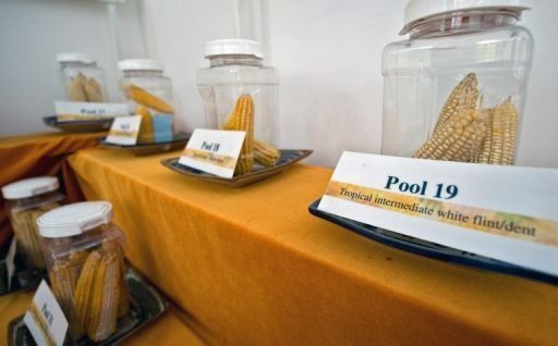 Polonia prohíbe cultivos transgénicos de BASF y de Monsanto