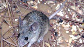 Muere un recién nacido en un hospital de India por mordida de rata