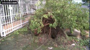 Lluvias provocaron caídas de árboles y desprendimientos de techos
