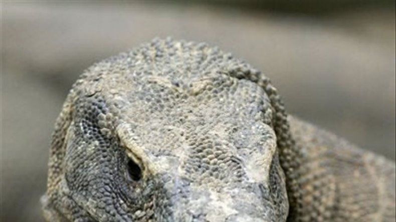 Una anciana se libra de un dragón de Komodo de una patada