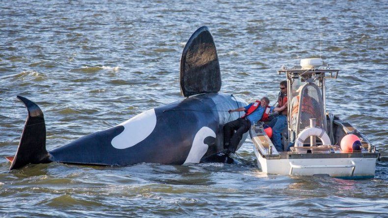 Una orca falsa naufraga antes de asustar a leones marinos