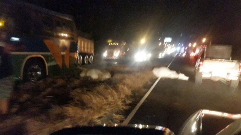 Vacas en soltura fueron atropelladas por bus de pasajeros en Chame