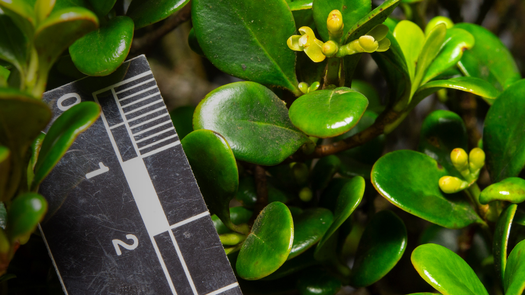 Hoja de la planta Clusia nanophylla. Hoja de la planta Clusia nanophylla.