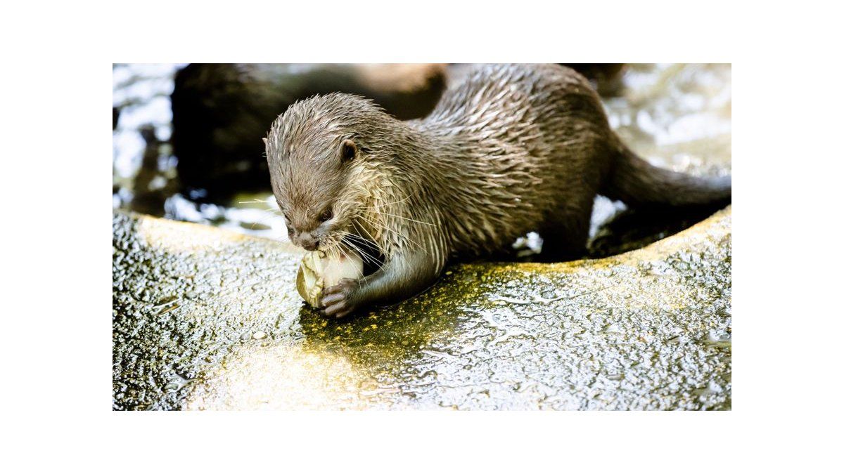 Una Nutria Para Un Selfi Las Redes Sociales En El Banco De Los Acusados