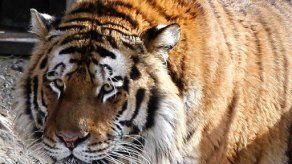 Un tigre es abatido tras matar a su cuidadora en un zoo alemán