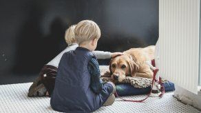 5 mascotas para tener en casa con niños pequeños