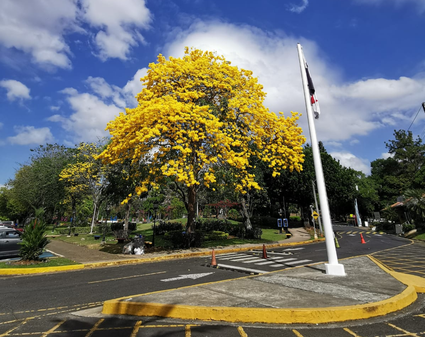 Guayacán, El Árbol de la Vida