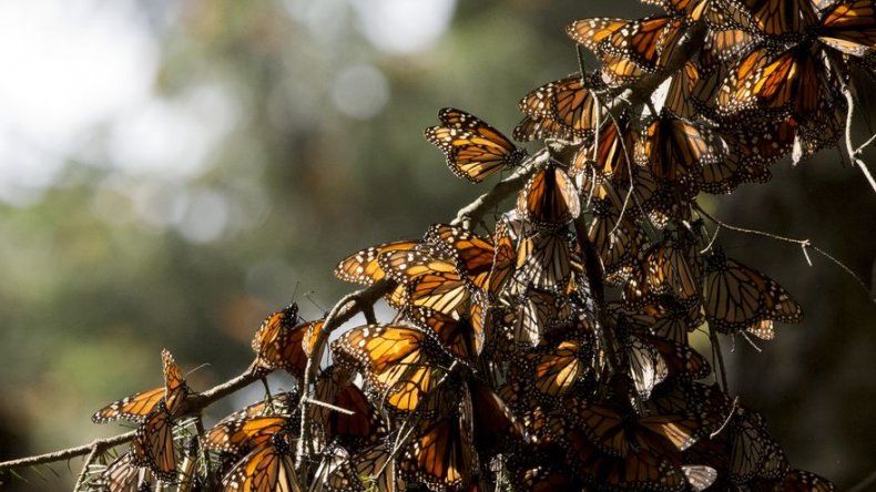 Mariposas monarca resistieron frío severo en México