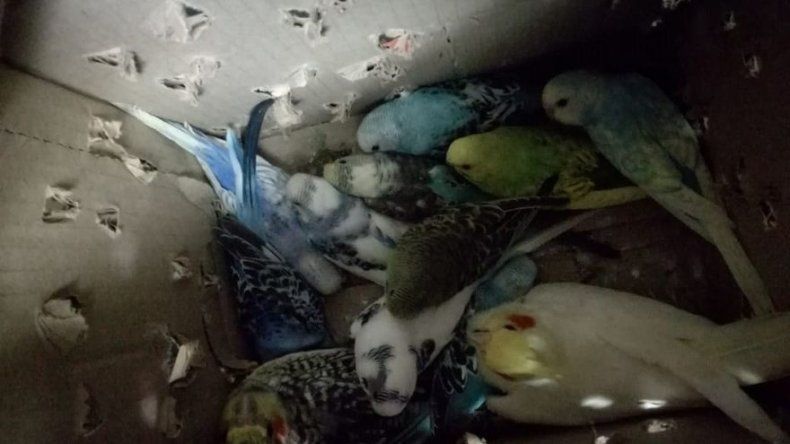 Contrabandista de aves es capturado en la frontera con Costa Rica