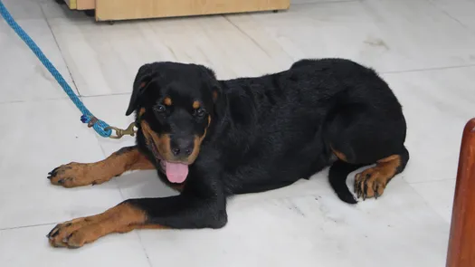 Unidad canina de la Universidad de Panamá se fortalece con un nuevo integrante.