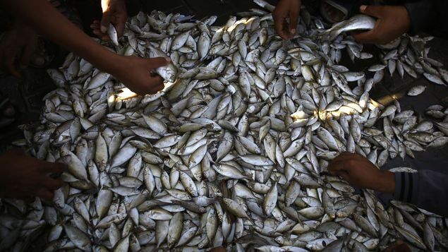Panamá exportará productos pesqueros a China