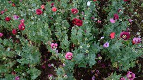Fotografía de archivo de un cultivo de amapola, de donde se extrae el opio, en el municipio de Ajuchitlan del Progreso en México.