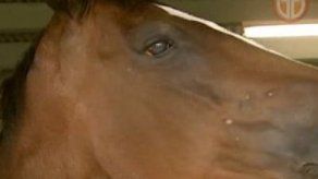 Encefalitis equina llega a la provincia de Panamá