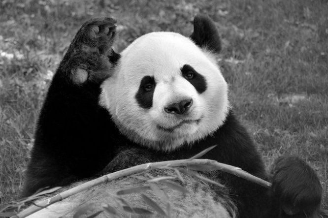 Un zoológico de Canadá devolverá dos pandas a China ante escasez de bambú