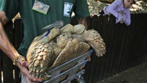Tortuga incapacitada se desplaza de nuevo... con ruedas