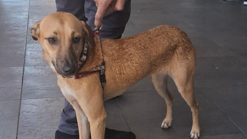 Defensoría del Pueblo encuentra mascota extraviada en Carrasquilla