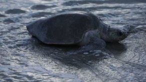 Amenazadas tortugas paslama arriban a las costas de Nicaragua