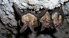 Científicos logran aislar coronavirus en muestra de murciélagos saudíes