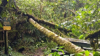 MiAmbiente cierra temporalmente sendero por caída de árboles MiAmbiente cierra temporalmente sendero por caída de árboles