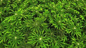 La marihuana ayuda con algunas dolencias pero empeora otras
