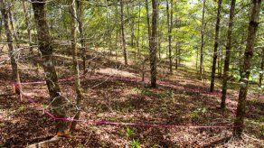 Smithsonian: La edad de bosques tropicales determina su respuesta a la sequía