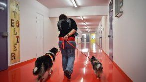 Perros para reducir el estrés de los universitarios españoles