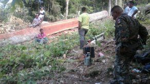 MiAmbiente retiene tucas de níspero y motosierras en Bocas del Toro