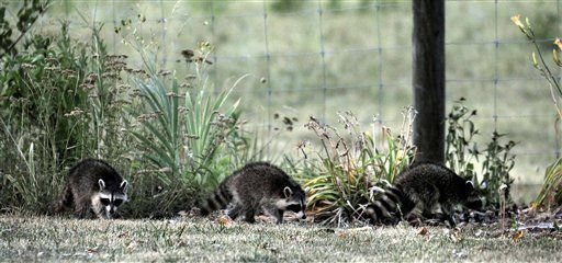 EEUU: Mapaches persiguen y atacan a mujer