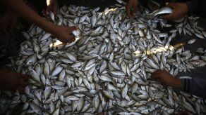Panamá exportará productos pesqueros a China