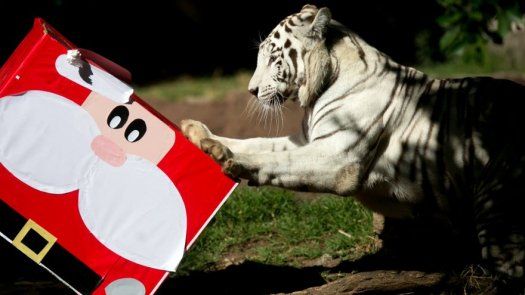 Animales de La Aurora en Guatemala disfrutan de una Zoorpresa navideña