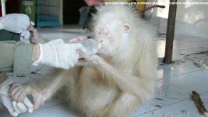 El incierto futuro de la orangutana albina de Borneo