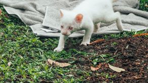 La felina albina de apenas un mes fue encontrada por la comunidad en la zona rural de Amalfi -un municipio de Antioquia- a principios de noviembre.