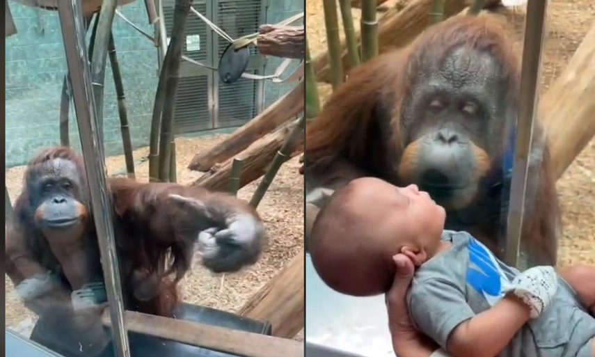 Video viral del conmovedor pedido de un orangután a mujer en un zoológico