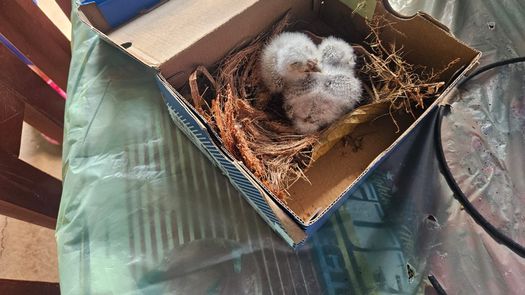 MiAmbiente los traslada a clínica de fauna silvestre MiAmbiente los traslada a clínica de fauna silvestre