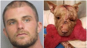 El perro murió dos días después de haber sido encontrado gravemente herido dentro de una maleta abandonada en una calle.