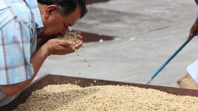 Comienza la selección de cafés panameños que competirán en cata internacional
