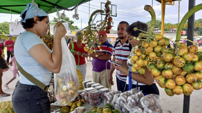 Agroferias del Instituto de Mercadeo Agropecuario (IMA).