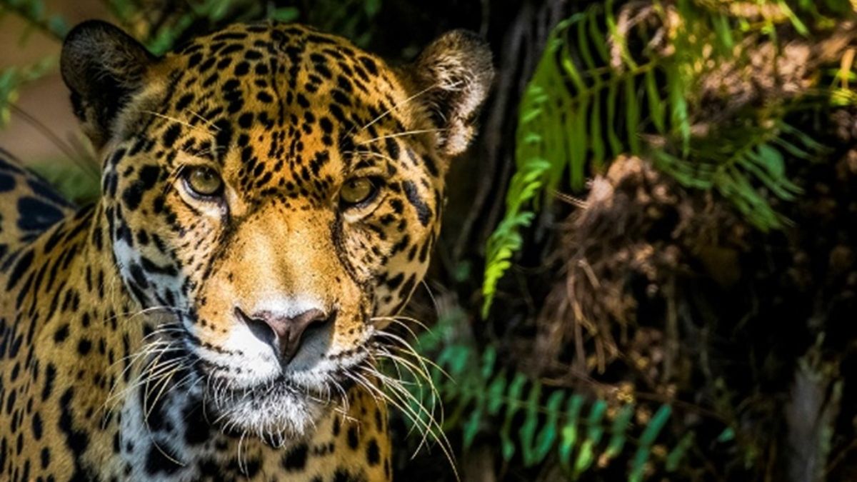 Los jaguares, científicamente conocidos como Panthera onca, son animales solitarios y territoriales