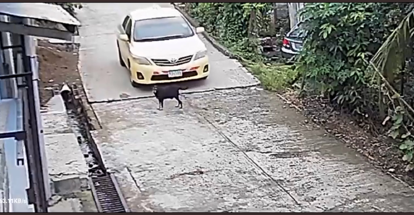 Peerita embarazada es atropellada en Quebrada Ancha