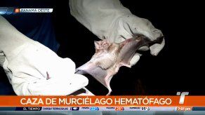 Realizan caza del murciélago hematófago en Panamá Oeste
