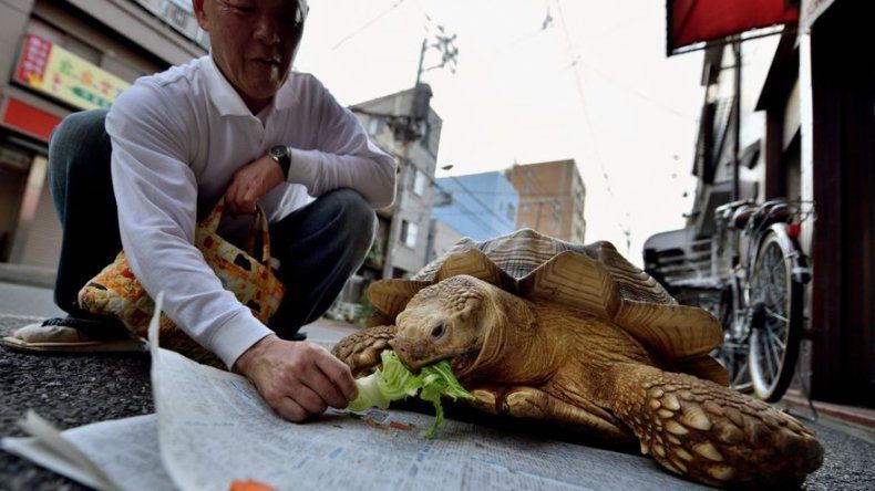 La insólita historia de la tortuga y el sepulturero japonés